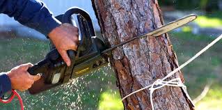 Best Tree Removal  in Laurel Lake, NJ