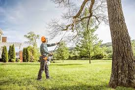 Best Palm Tree Trimming  in Laurel Lake, NJ