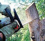 How Our Tree Care Process Works  in  Laurel Lake, NJ