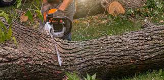 Best Tree Preservation Services  in Laurel Lake, NJ