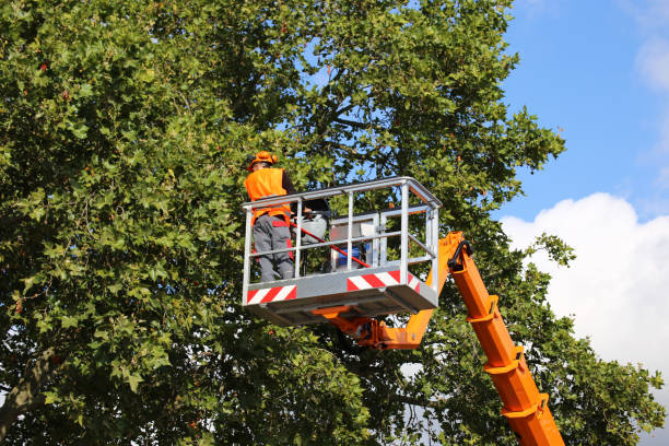 Best Stump Grinding and Removal  in Laurel Lake, NJ