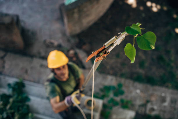 Best Tree Disease Treatment  in Laurel Lake, NJ