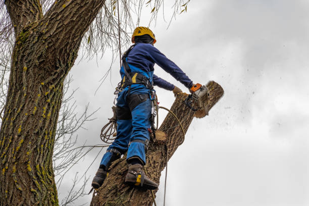 Best Leaf Removal  in Laurel Lake, NJ