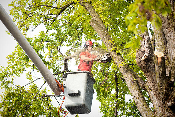 Best Stump Grinding and Removal  in Laurel Lake, NJ