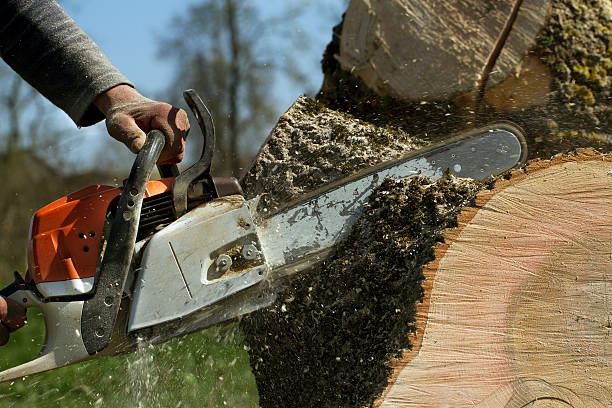Best Arborist Consultation Services  in Laurel Lake, NJ