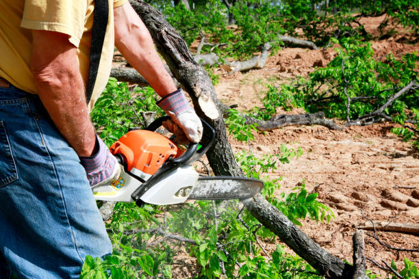 Best Lawn Renovation and Restoration  in Laurel Lake, NJ